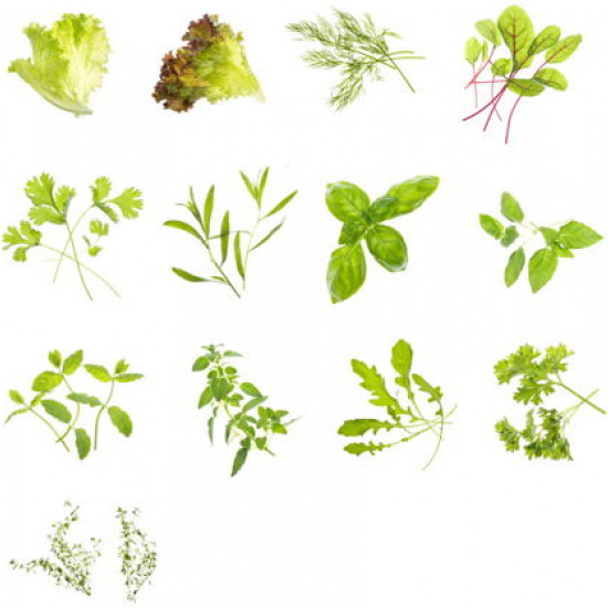 Tregren - Sementes - Alface frisada