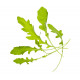 Tregren - Sementes 4x - Lettuce mix