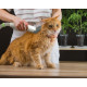 Lifenaxx - Cuidado animal Pet Care Set LX-052